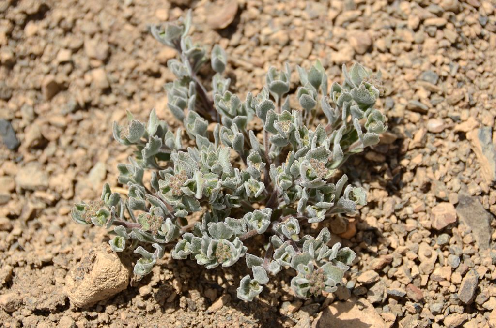 14 Green Plant Near Gasherbrum North Base Camp in China